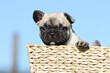 BOULEDOGUE FRANCAIS 595